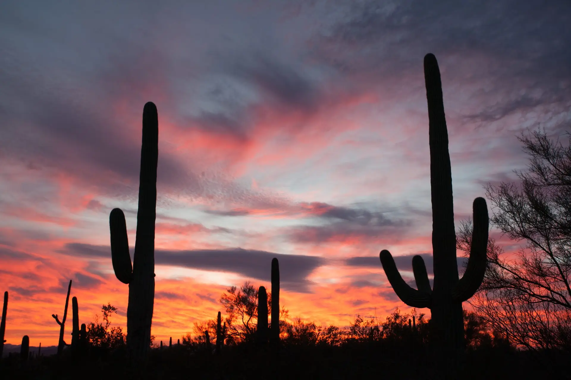 Sonoran Desert sunset with iconic Saguaro columnar cacti, Carnegiea gigantea, in Saguaro National Park, Arizona AZ, USA